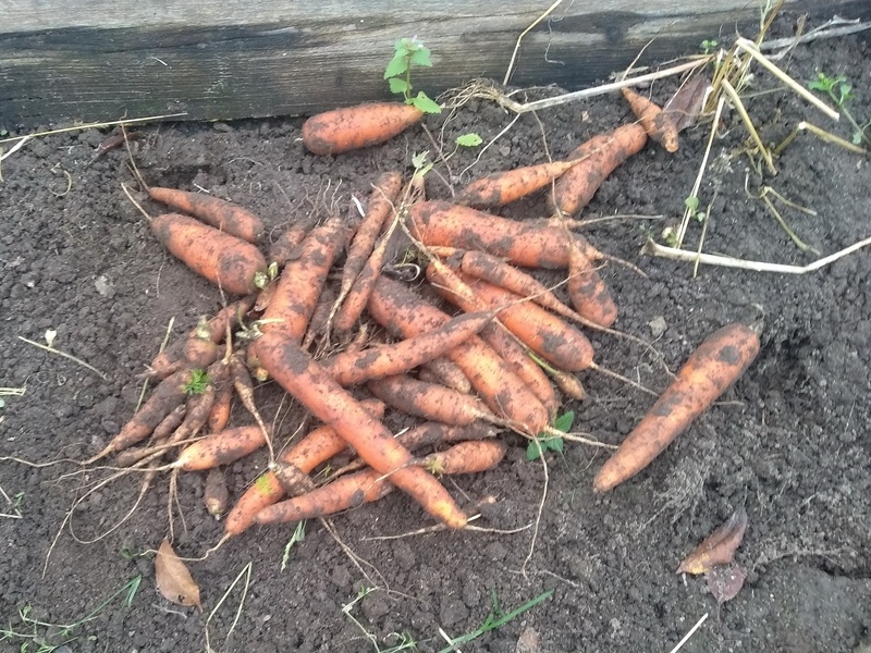 Начало уборки моркови