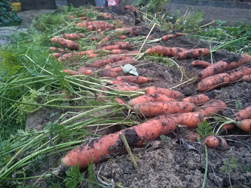 Урожай моркови: корнеплоды ровные, в меру крупные