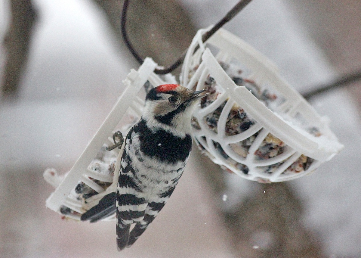 17.11.2018г. Не знаю, то ли птичья молва о том, что тут кормят разлетелась по лесу или сам он полетел на разведку в деревню по первому снегу, который наконец выпал, но сегодня на кормушку пожаловал #МалыйПестрыйДятел. А мы рады!