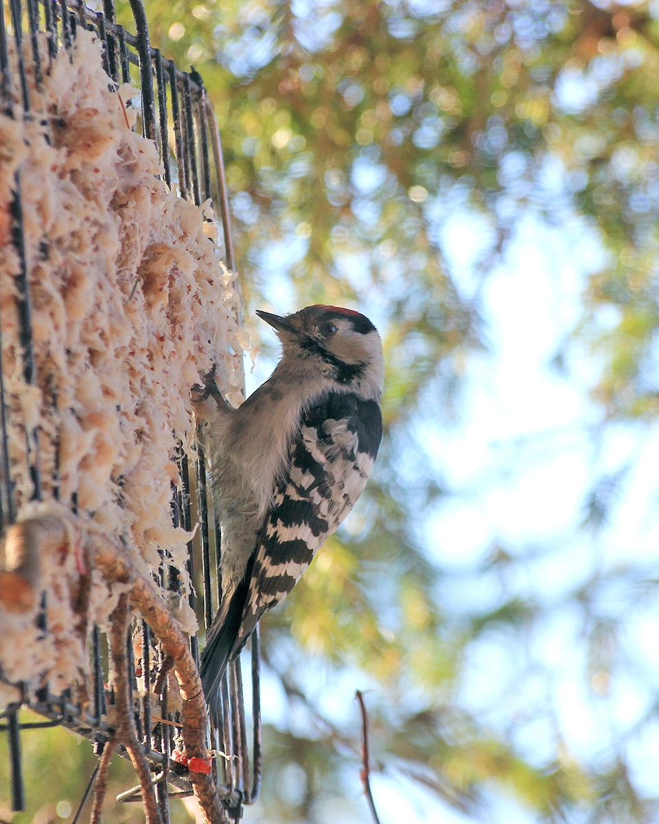 Малый пёстрый дятел или МПД. На кормушке у дома 2019г.
Снят из окна.