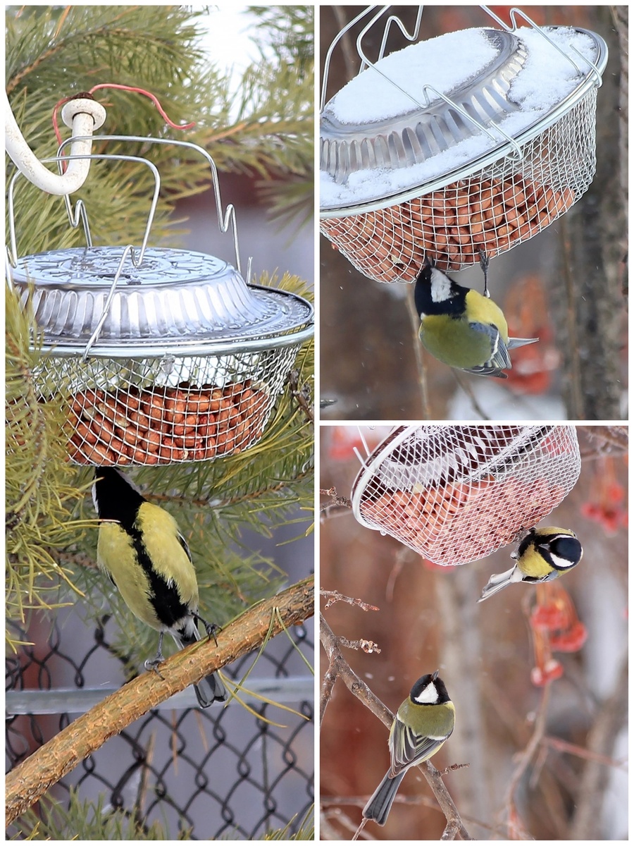 Большие Синицы на кормушке. 2023г.