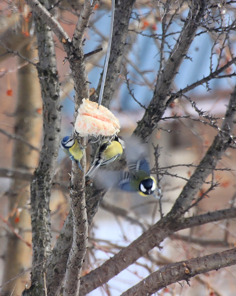 Лазоревка и Большие Синицы.