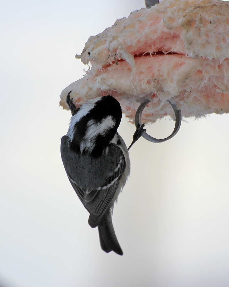 Московка на кормушке у дома.
2023