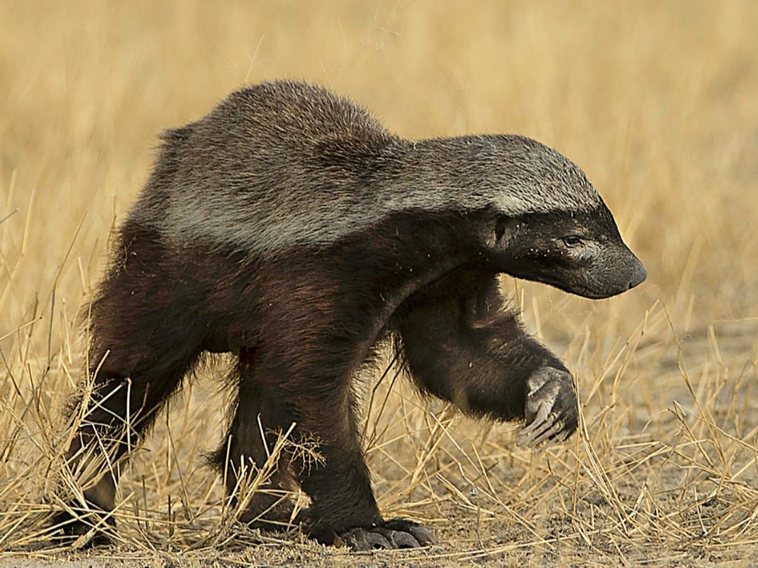 Фото: Медоед в саванне. Приземистое тело и короткие лапы скрывают невероятную силу. Этот «барсук» носит броню из толстой кожи и вооружен острыми, как бритва, когтями