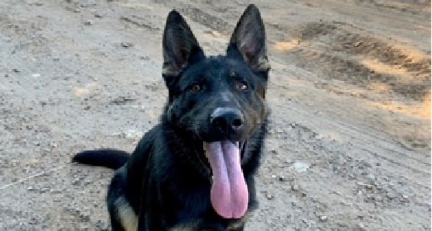    Полиция Кировской области ищет нового хозяина для служебной собаки
