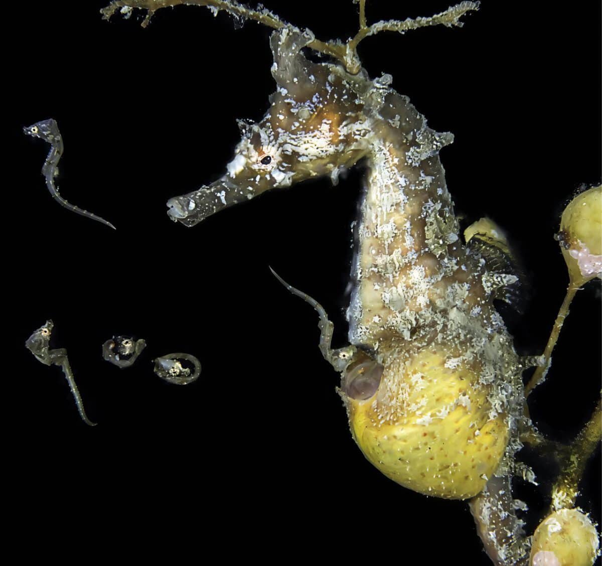    Самец морского конька вида Hippocampus haema выпускает потомство из выводковой сумки / © Jinggong Zhang