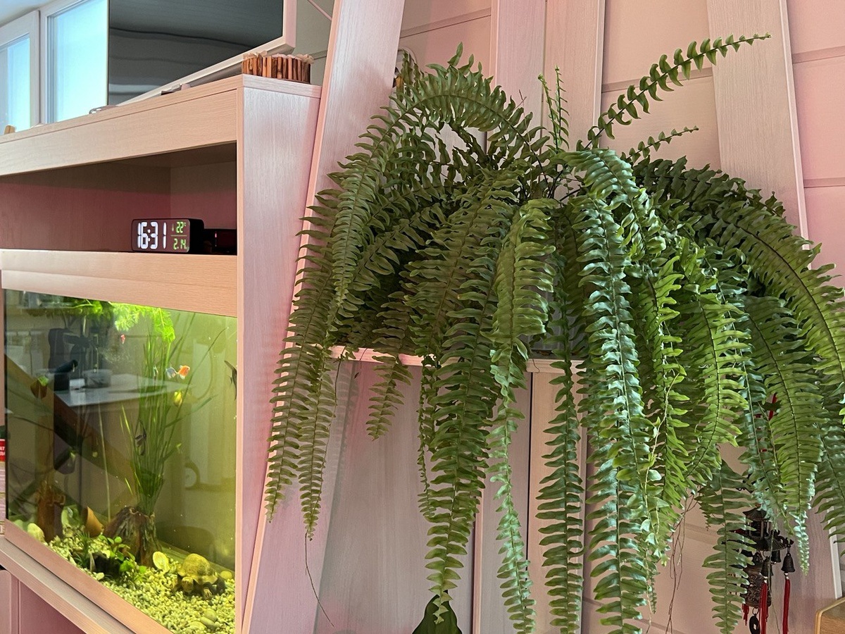 Нефролепис. Фото автора