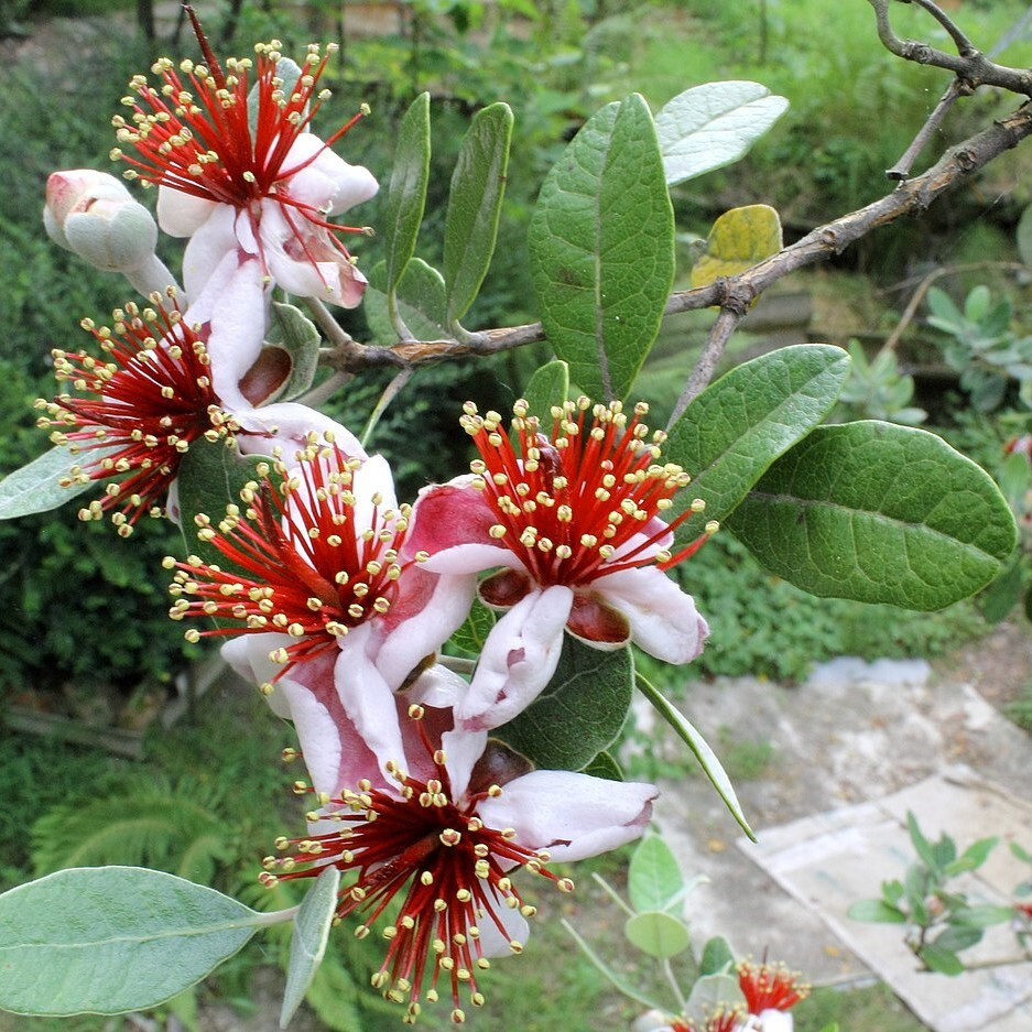 Так цветёт фейхоа. Фото взято из открытого бесплатного исочника. Не реклама.