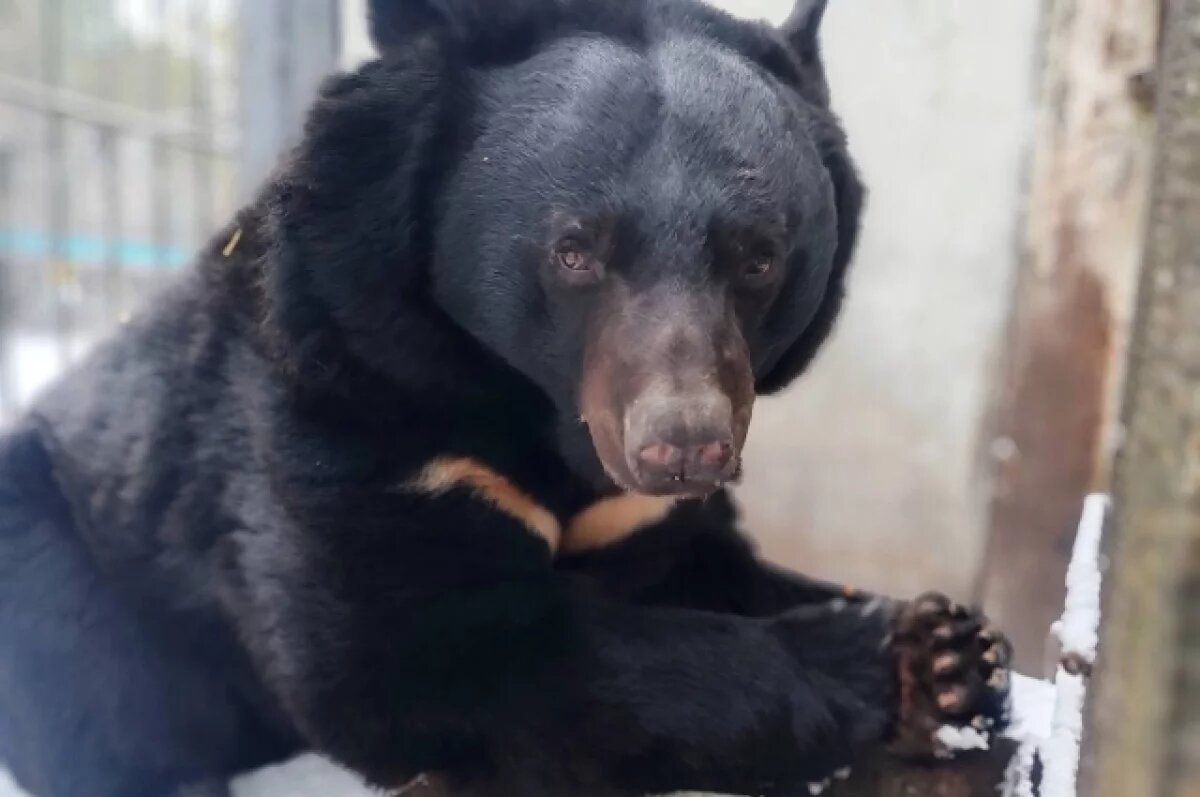    В Большереченском зоопарке медведицы ушли в зимнюю спячку