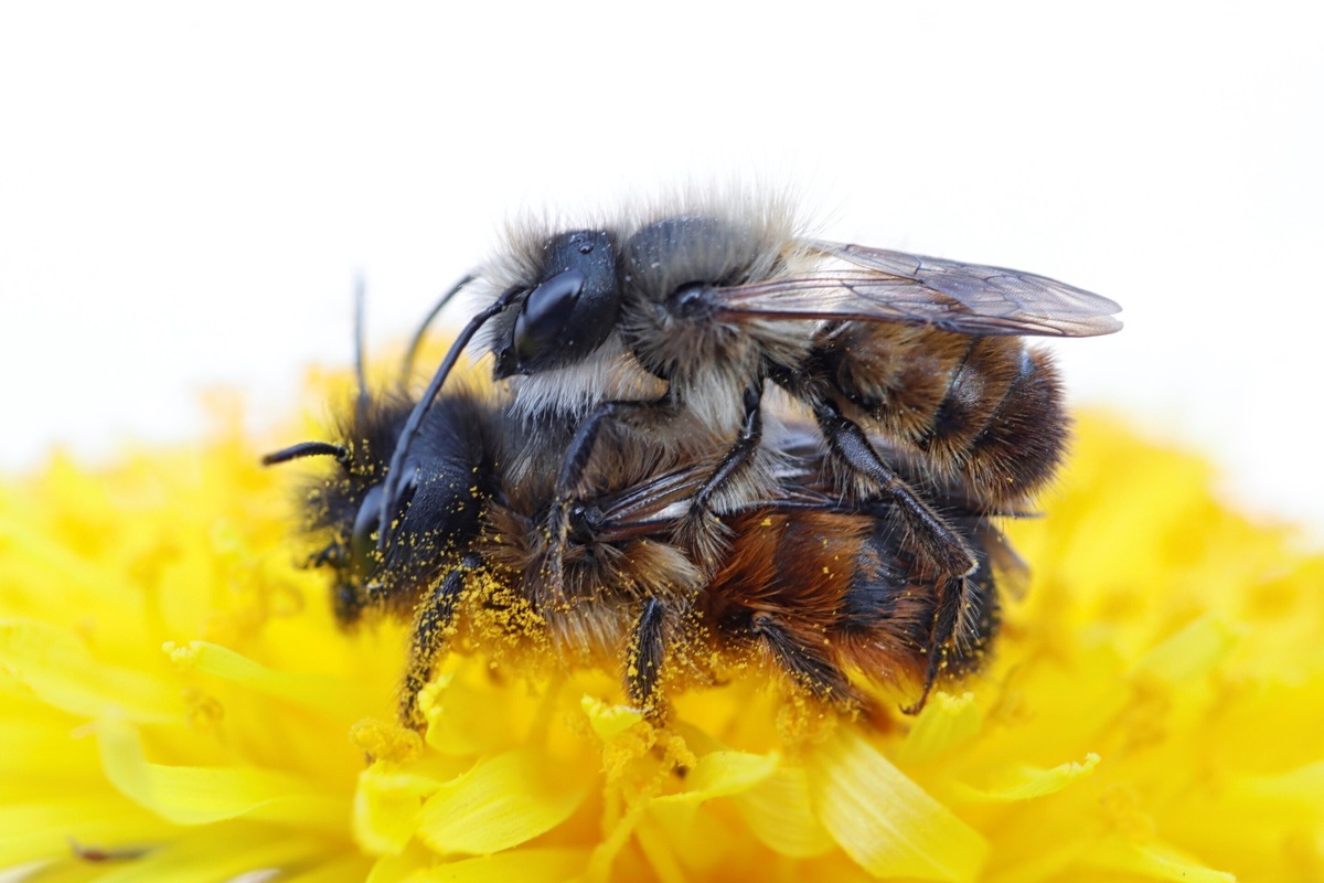    Marie Louise Huskens