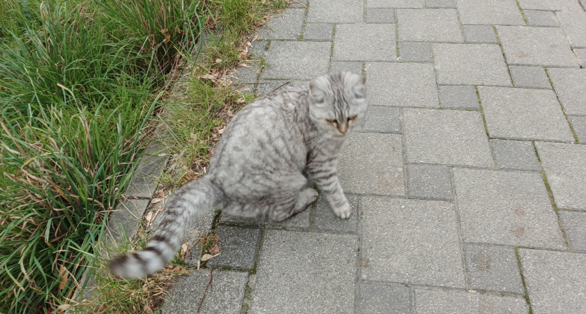    Благодарны ли уличные коты за то, что их взяли домой. Запомните раз и на всю жизнь