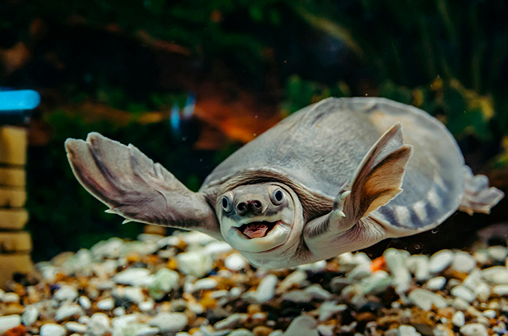 Знакомьтесь, это двухкоготная черепаха. Да-да, этот очаровательный пятачок — настоящий!