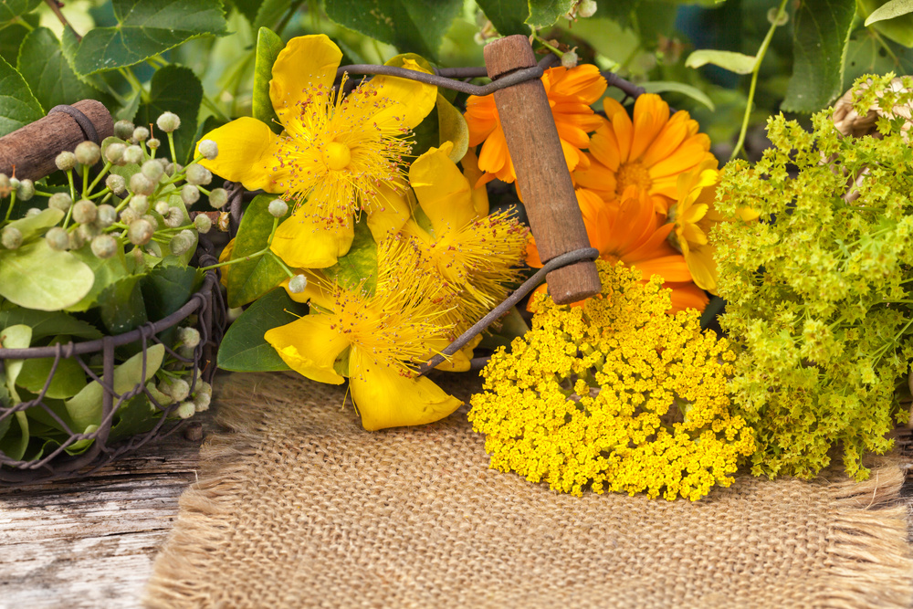    Зеленая «аптечка скорой помощи» всегда должна быть под рукой