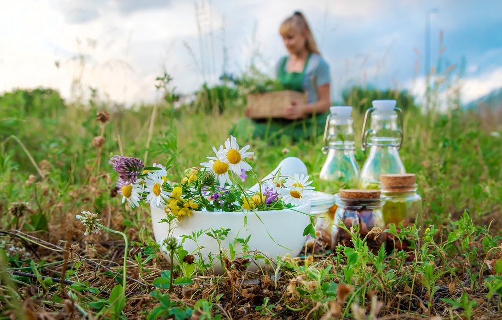    Сорняки или лекарства?