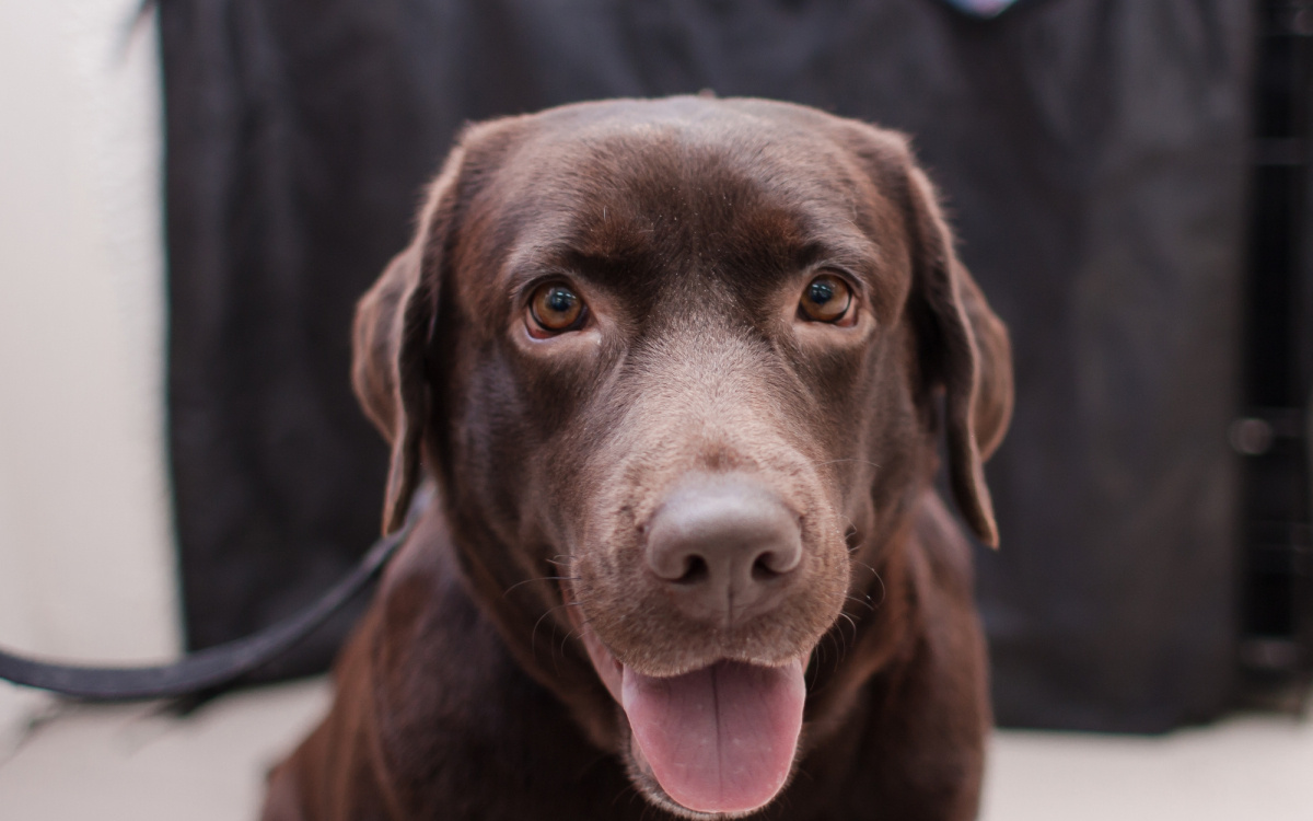    фото: © Столица на Онего