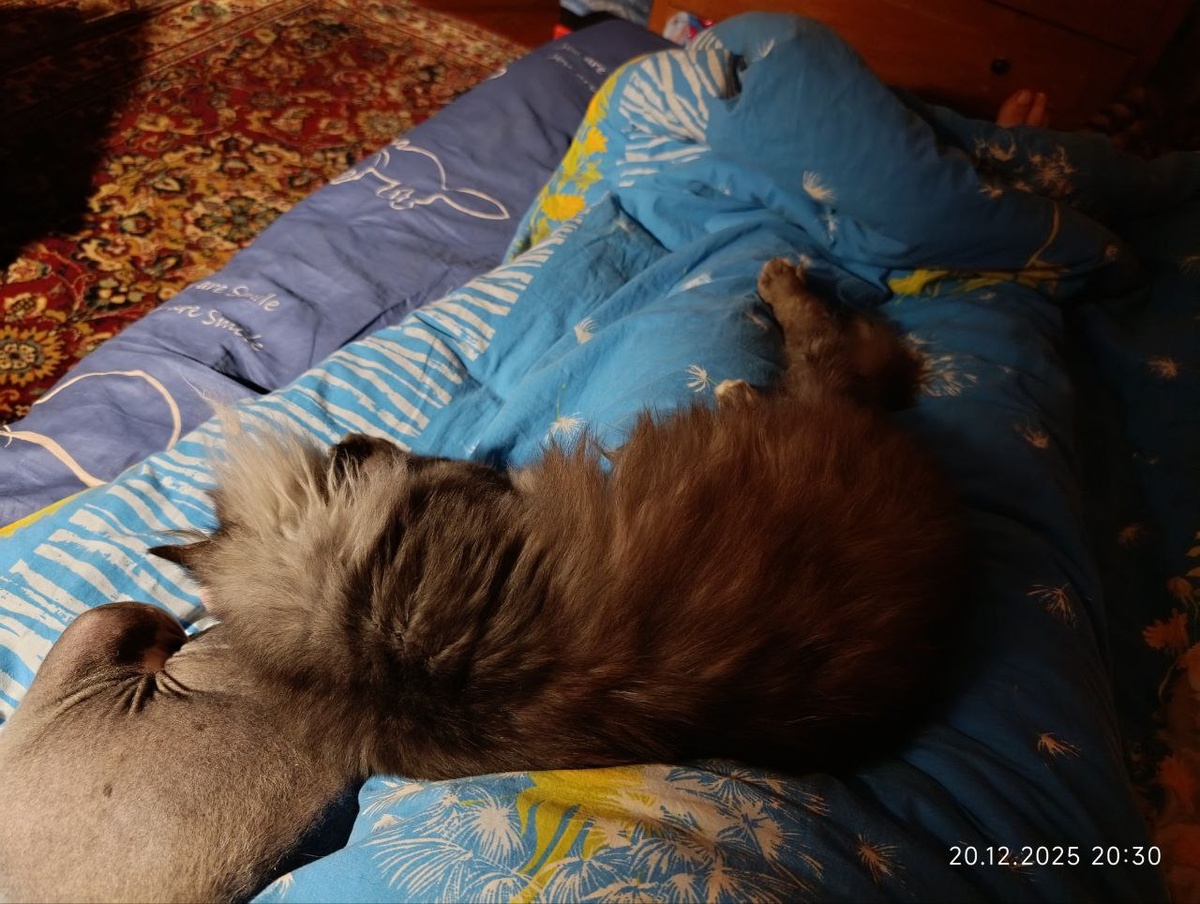 Доллар и Макс