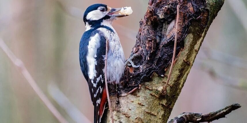    Алёна Бобрович