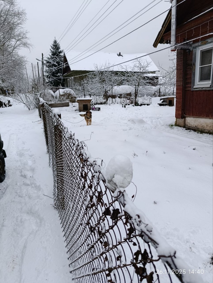 Рыжик радуется снегу