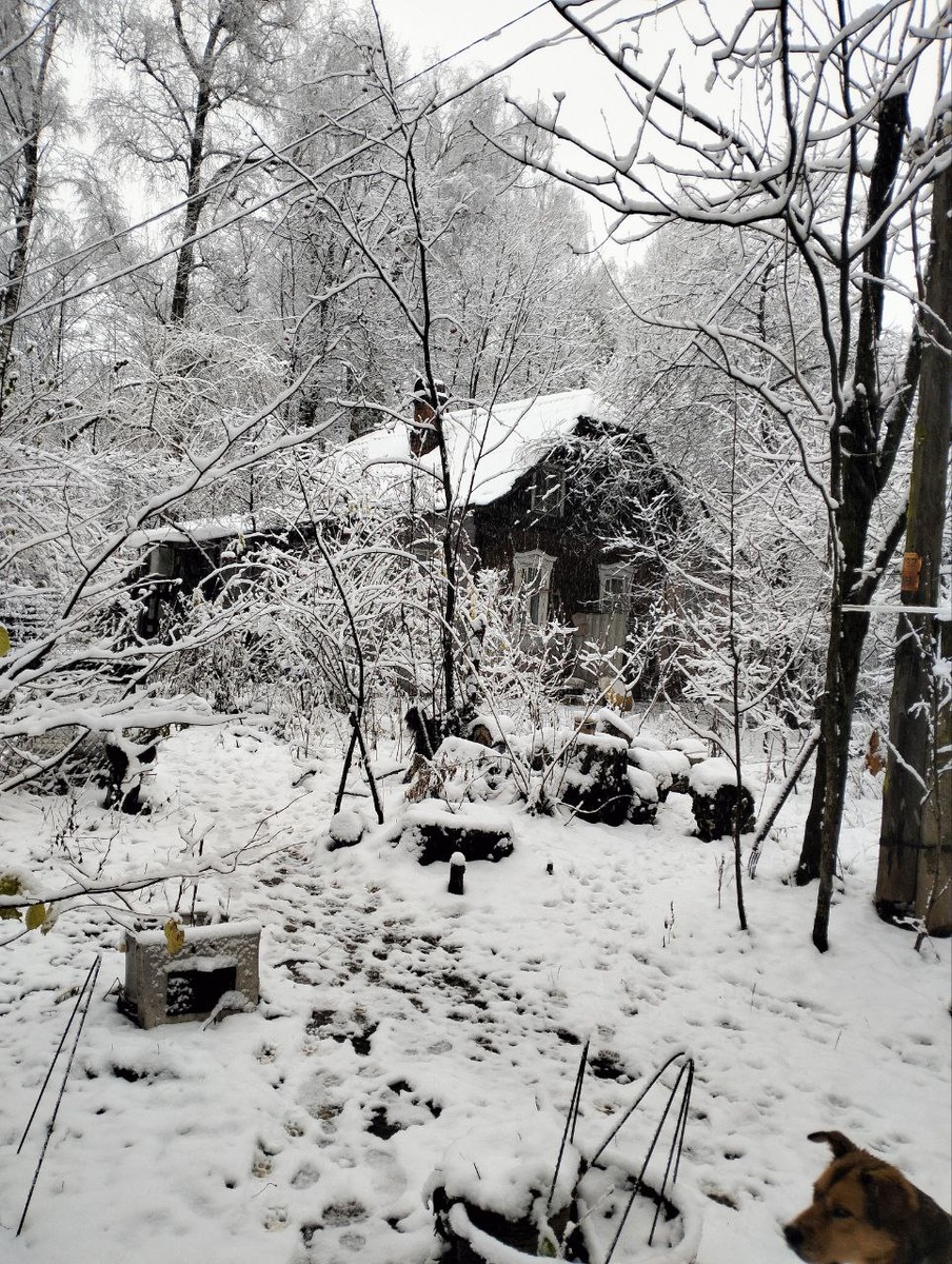 Подмосковье, первый снег