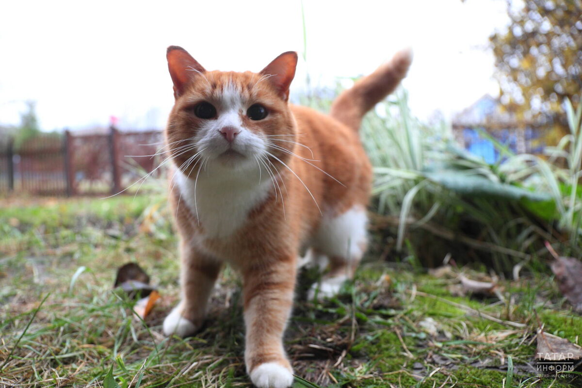 Фото: © «Татар-информ»