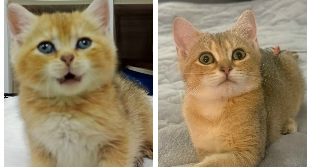 До и после: порадуемся вместе прекрасным преображениям котиков