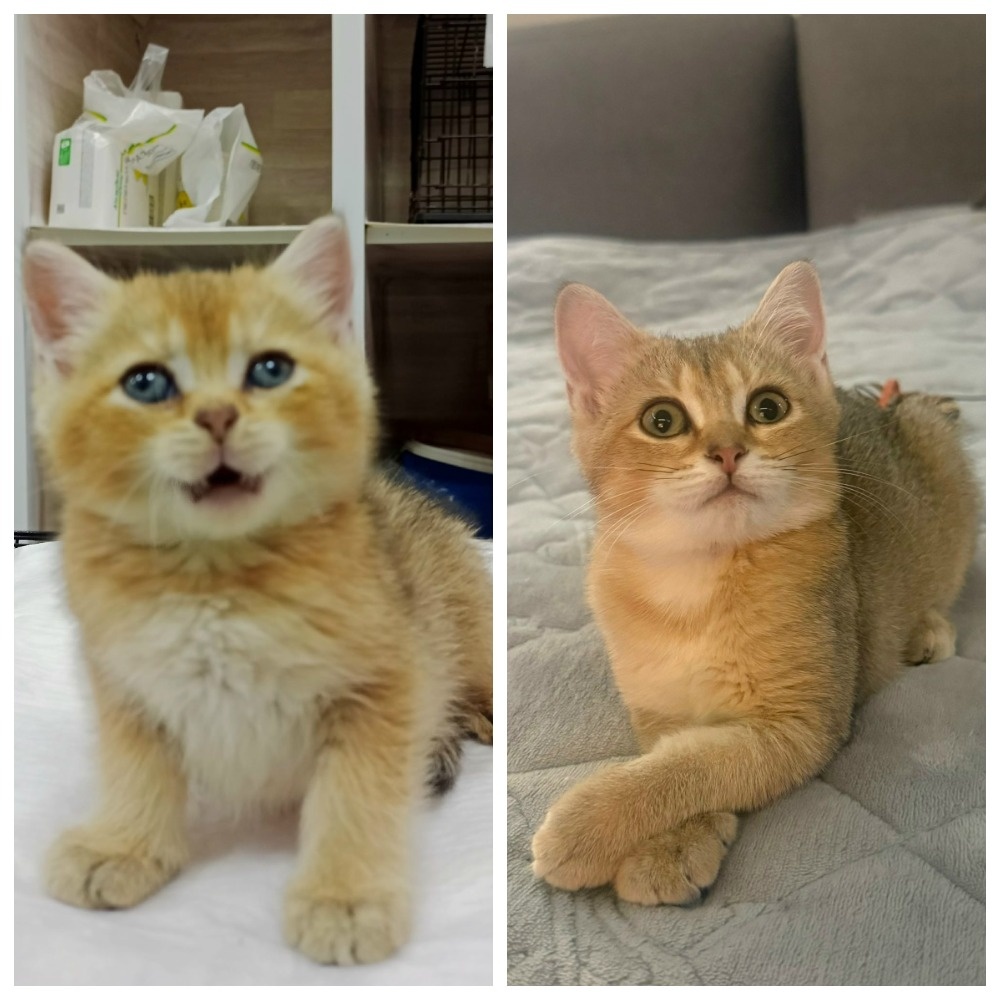 Прекрасная Савунья покинула приютское гнёздышко 19 сентября 2025 года.