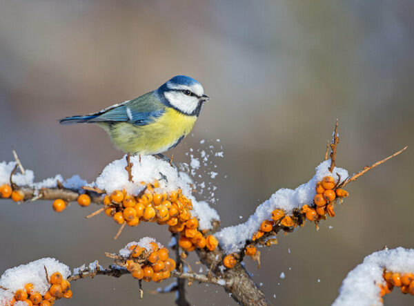    Фото: pixabay.com