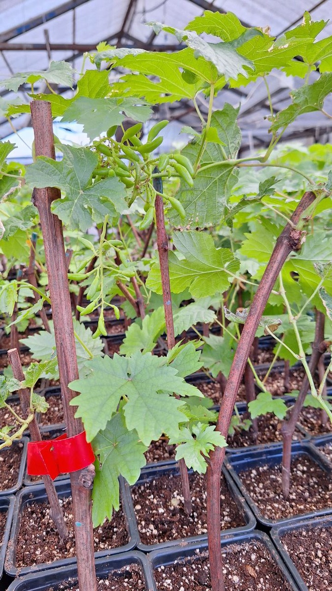 Черенки Академика этого сезона, сразу с урожаем