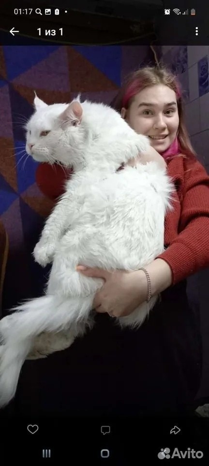 Папа-кот у Степана.