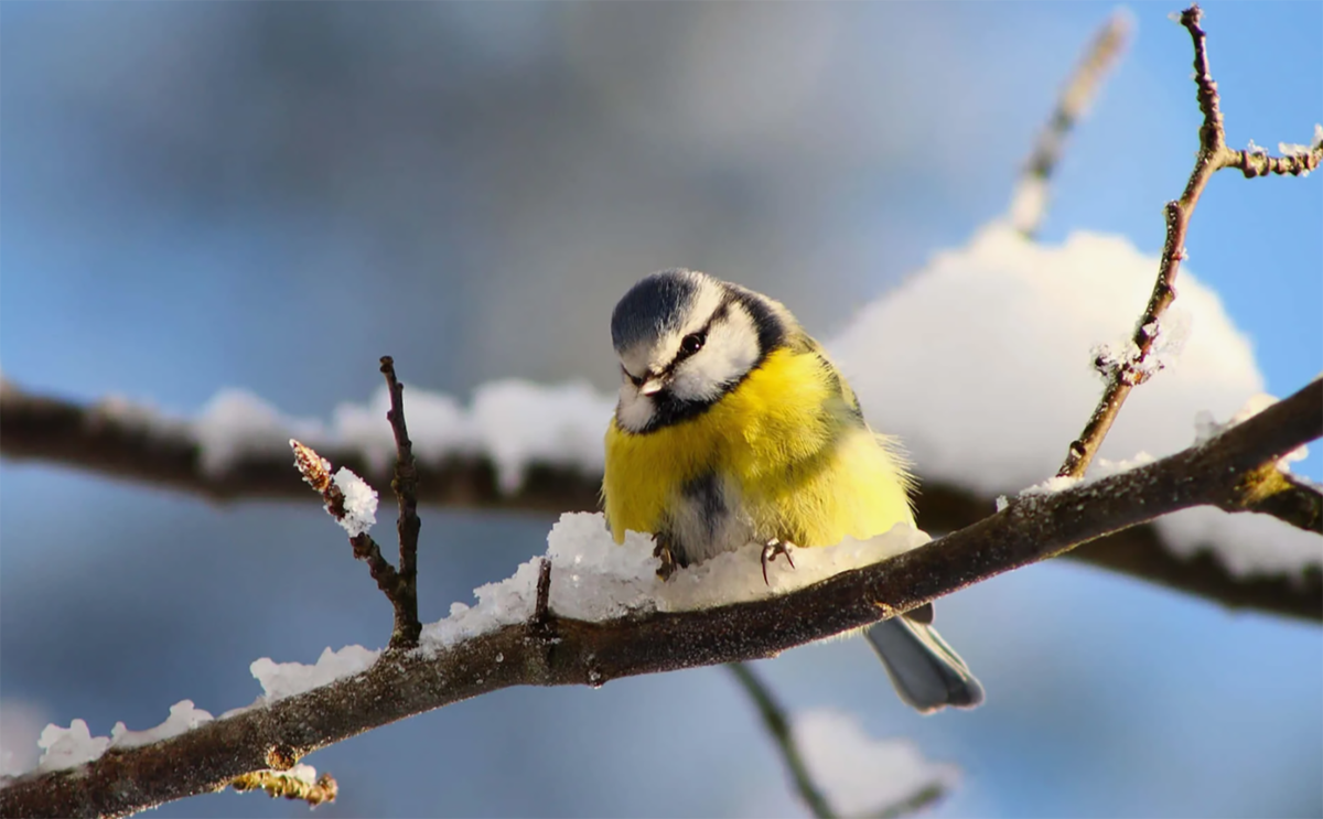 Как один день в году объединяет людей и птиц – от народного поверья до экологической традиции