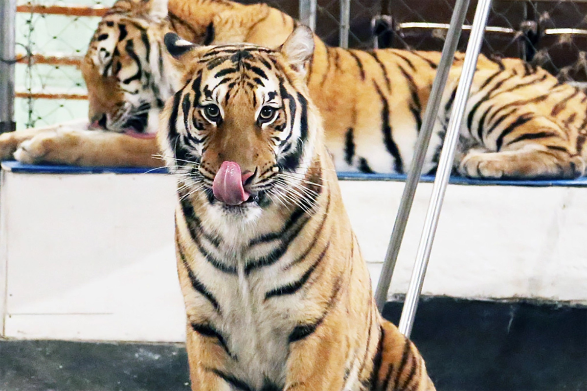 Фото Мария Оленникова, IrkutskMedia, https://irkutskmedia.ru/