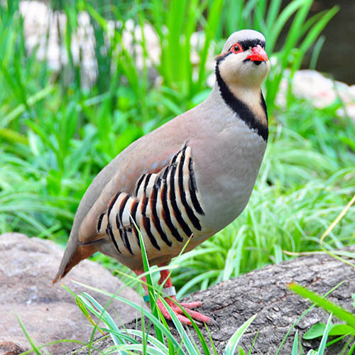 Знакомьтесь, кеклик — птица с внешностью модели и голосом певца.