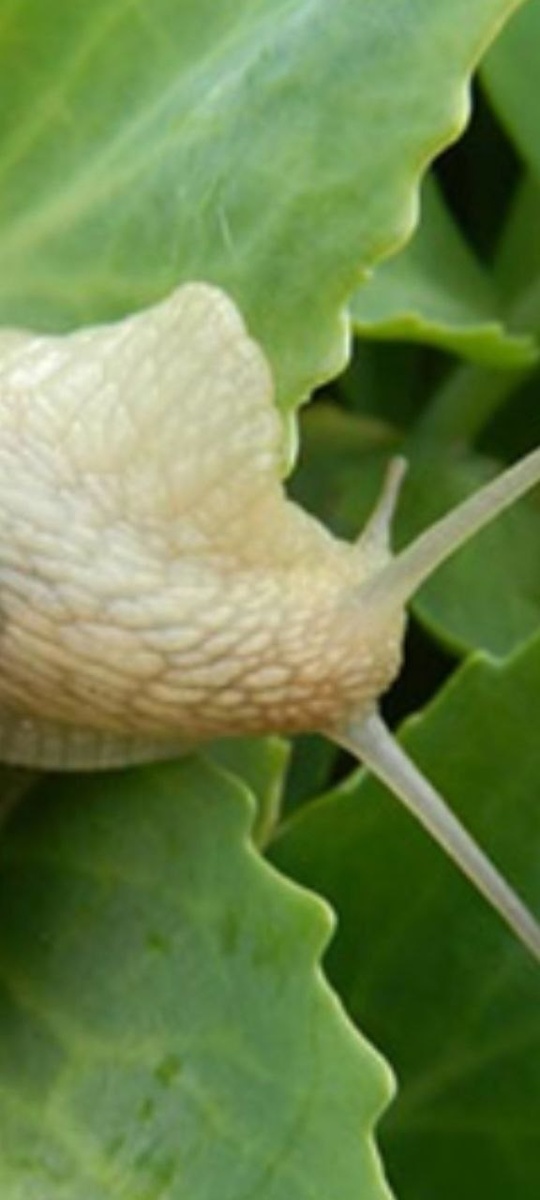 так выглядит виноградная улитка в среде обитания на зеленом листе