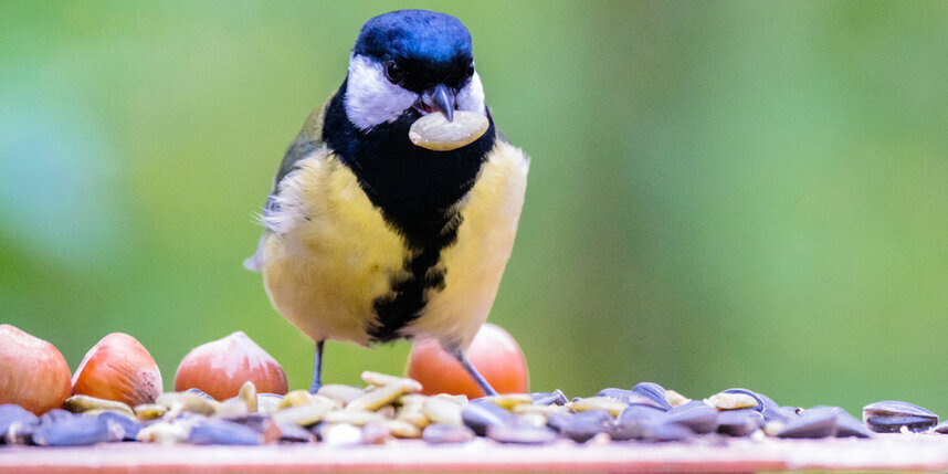    Синиц следует кормить сырыми семечками и арахисом. Зимой рекомендуется приносить несолёное салоАлёна Бобрович