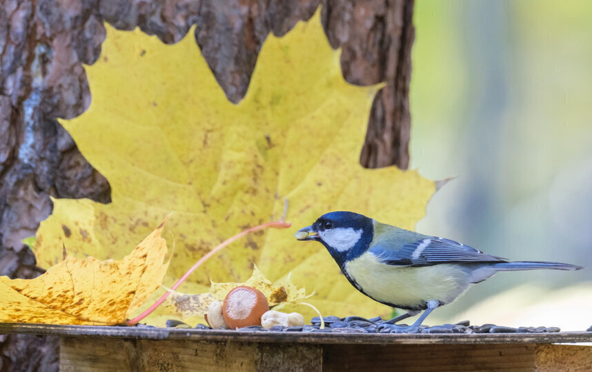    Алёна Бобрович