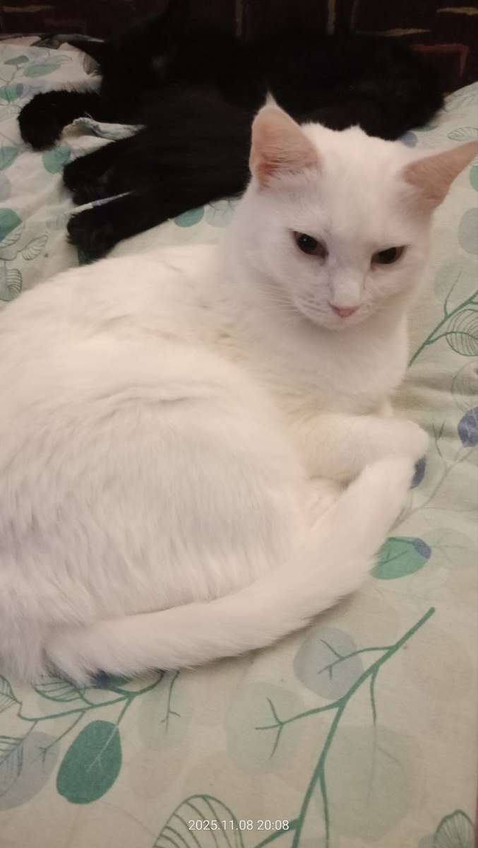 Срочно нужен дом