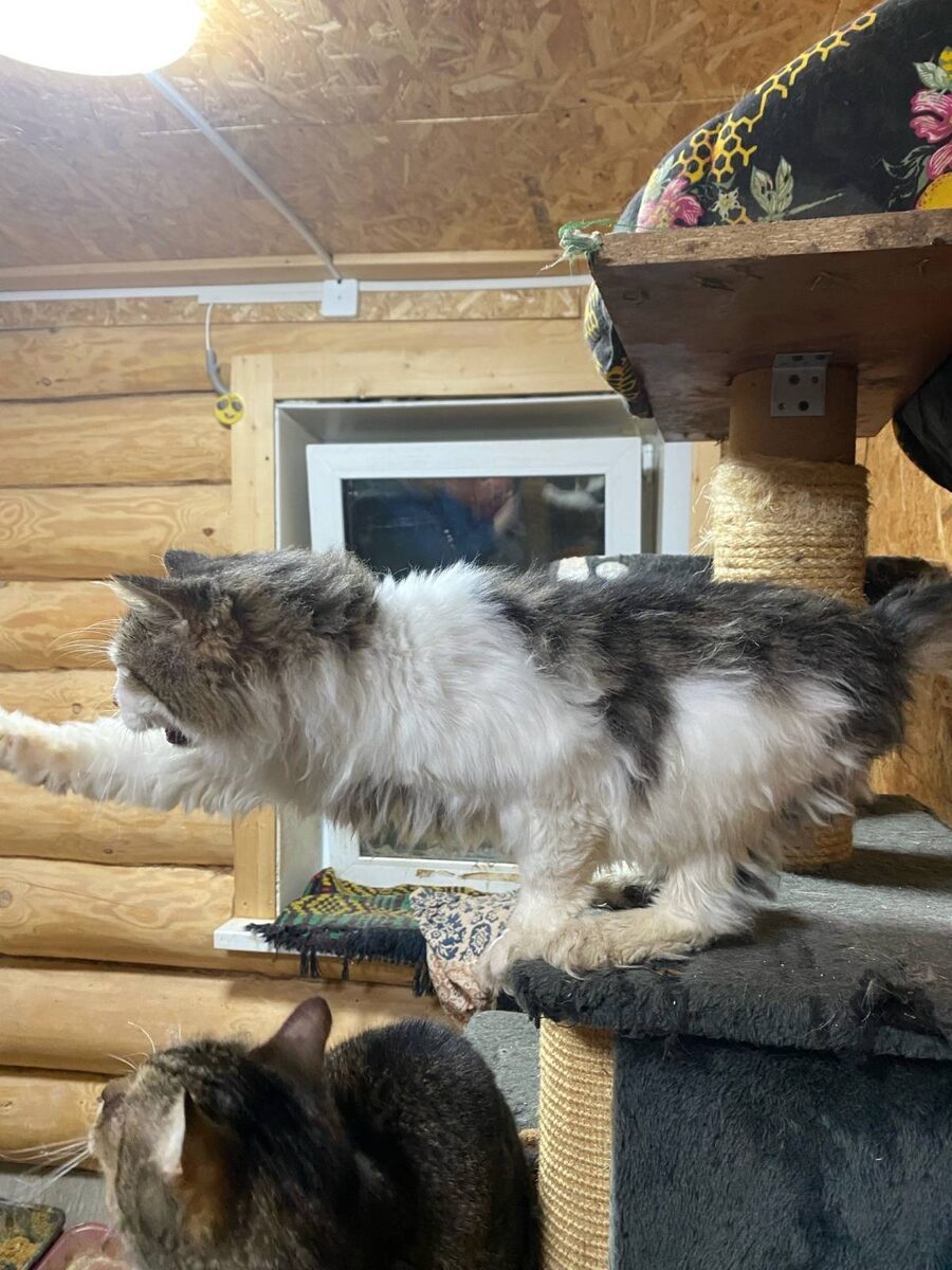 Это Кузя в приюте просит кушать