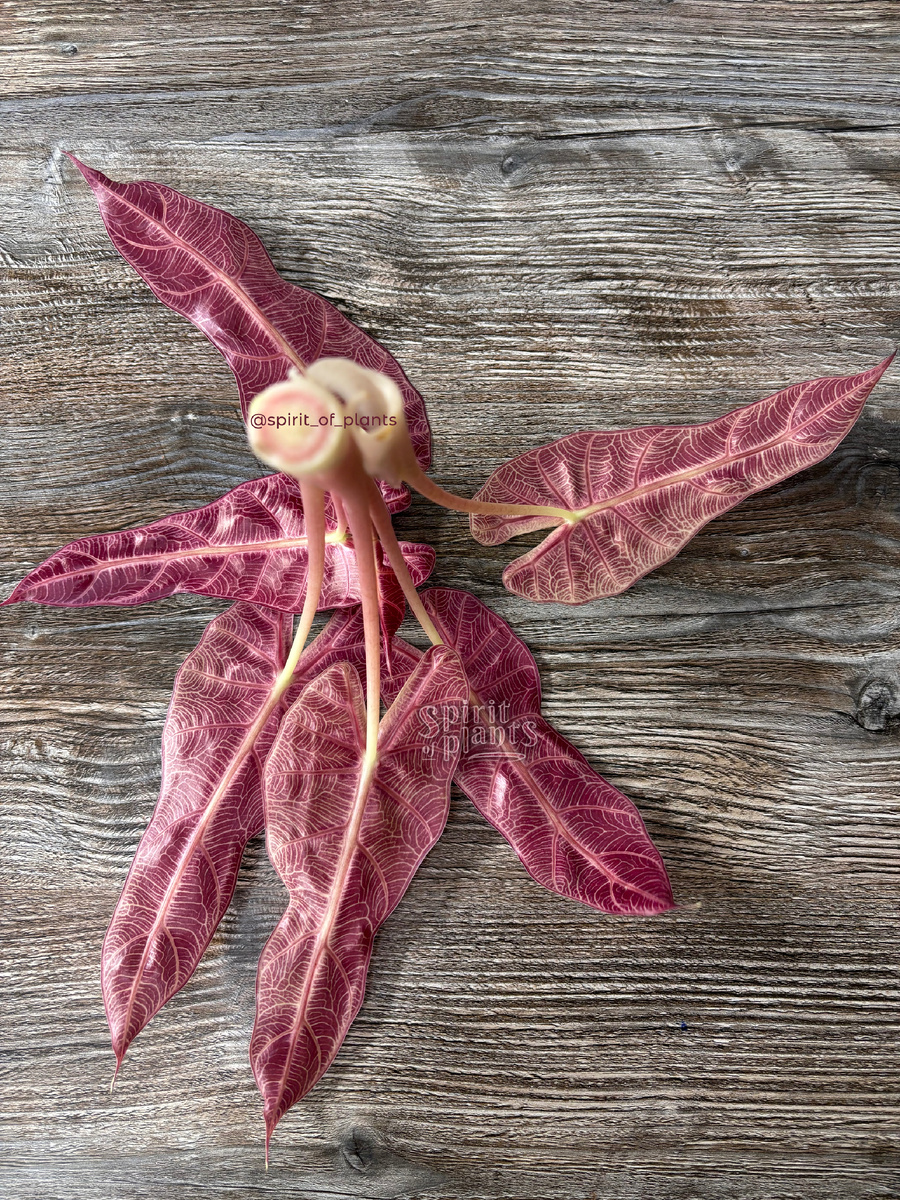 Розовая макушка алоказии Бамбино Пинк