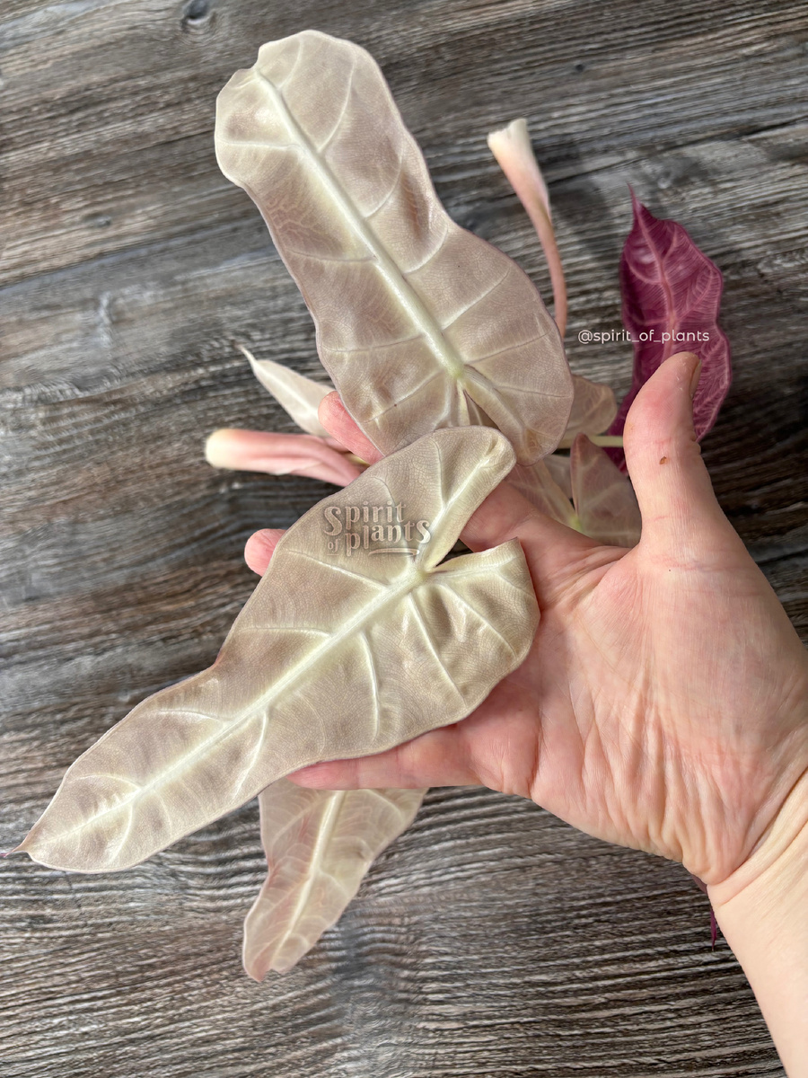 Розовая макушка алоказии Бамбино Пинк