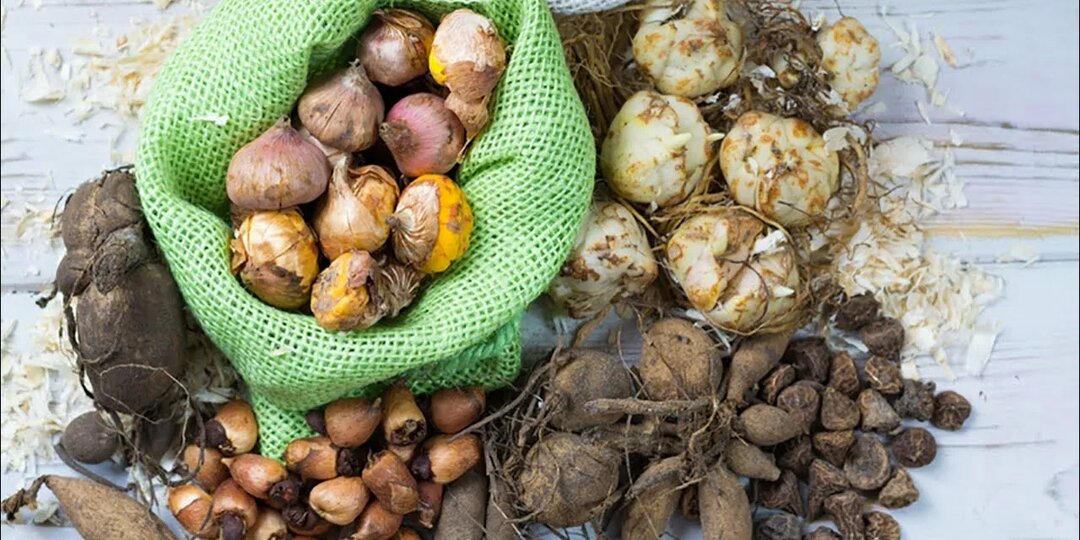 Сохраняем клубни и луковицы зимой.