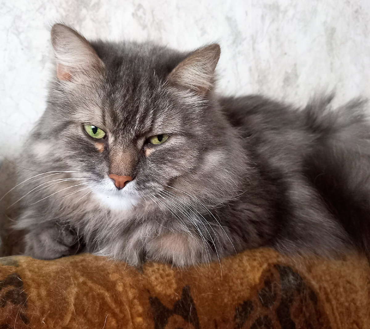 В думах об отзывах. Вений.