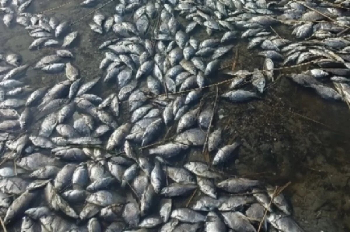    В Петербурге восстановят популяцию рыбы после аварии в Муринском ручье