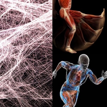 Ткань фасции