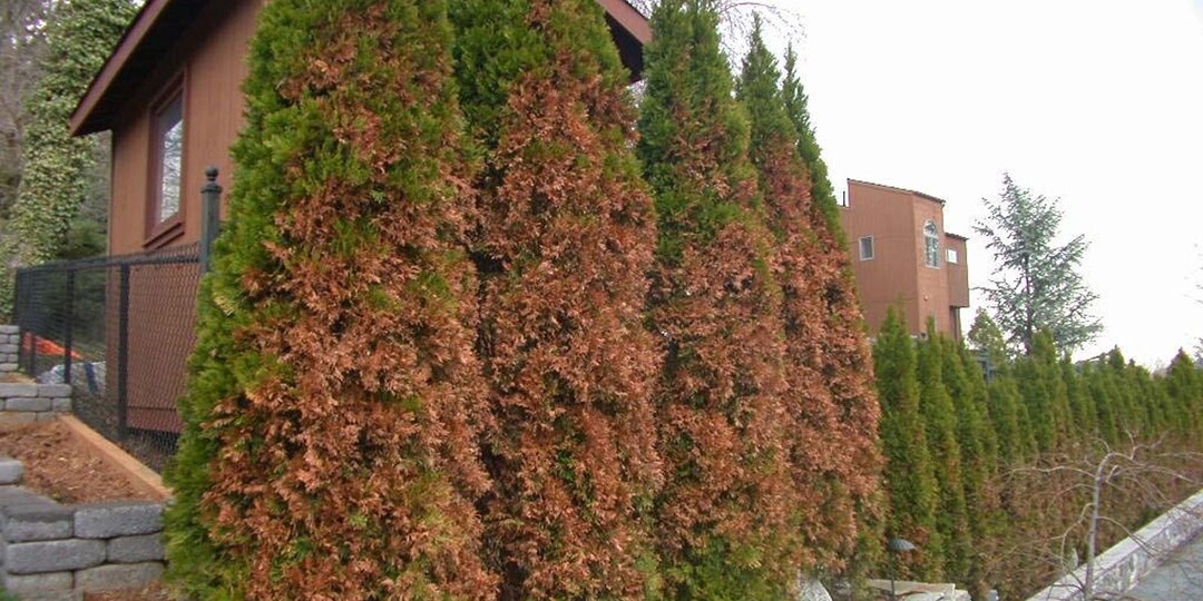 5 признаков вымерзания туи: как отличить зимний урон от ожога и болезней — и понять, когда ещё можно спасти