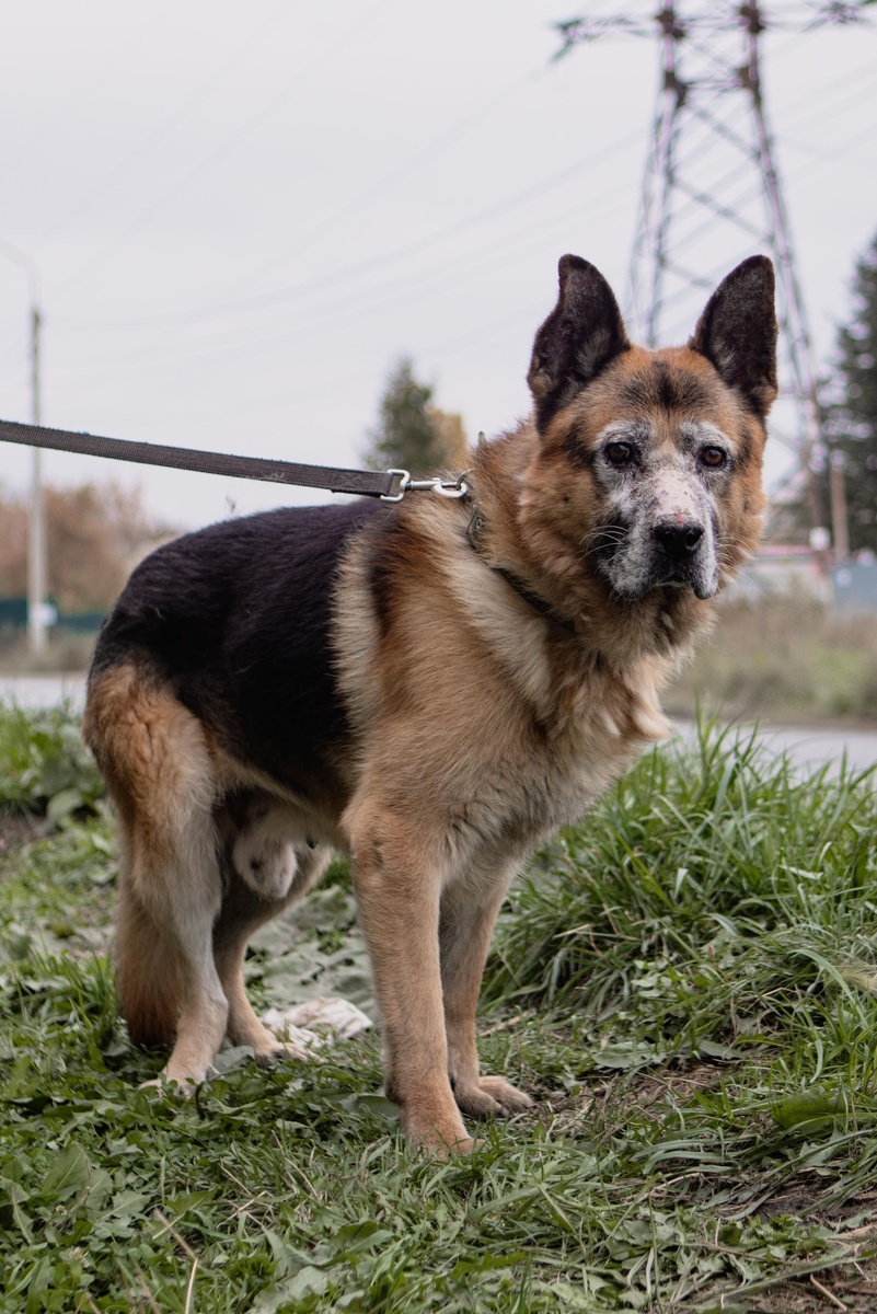Волкера сбила машина... на глазах у его собственного хозяина.