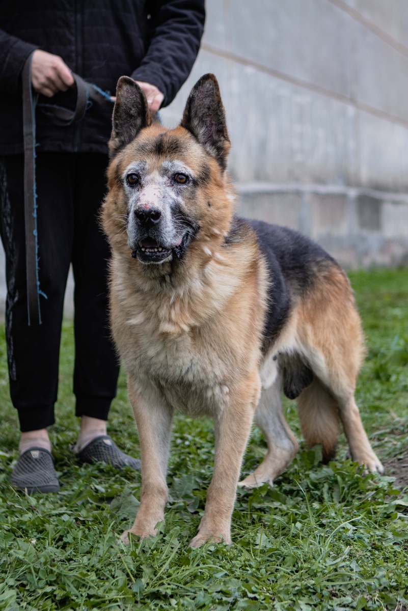 Из-за возрастных проблем со здоровьем Волкер питается исключительно специализированным лечебным кормом Urinary S/O.