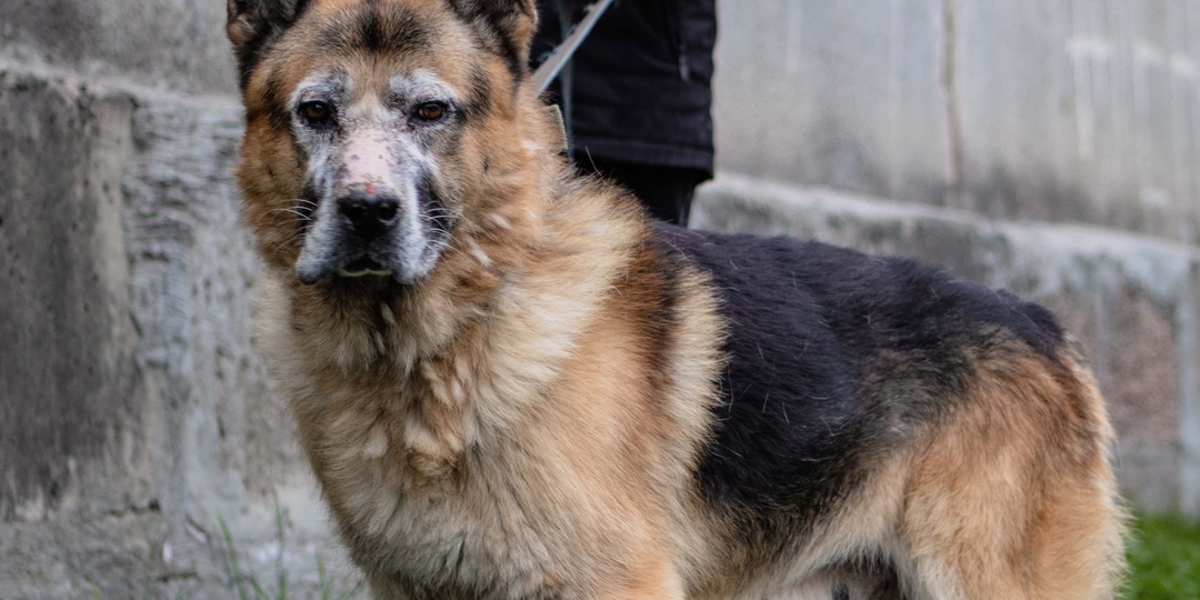 Старость в одиночестве после предательства. Мудрому Волкеру нужна помощь!