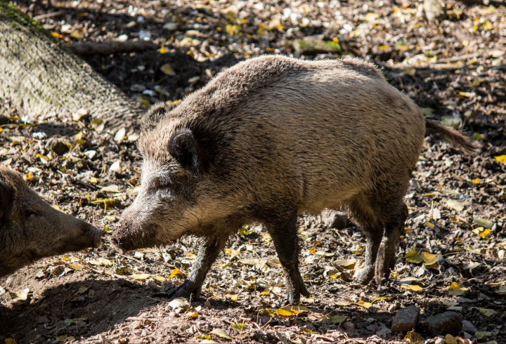 фото: pxhere.com