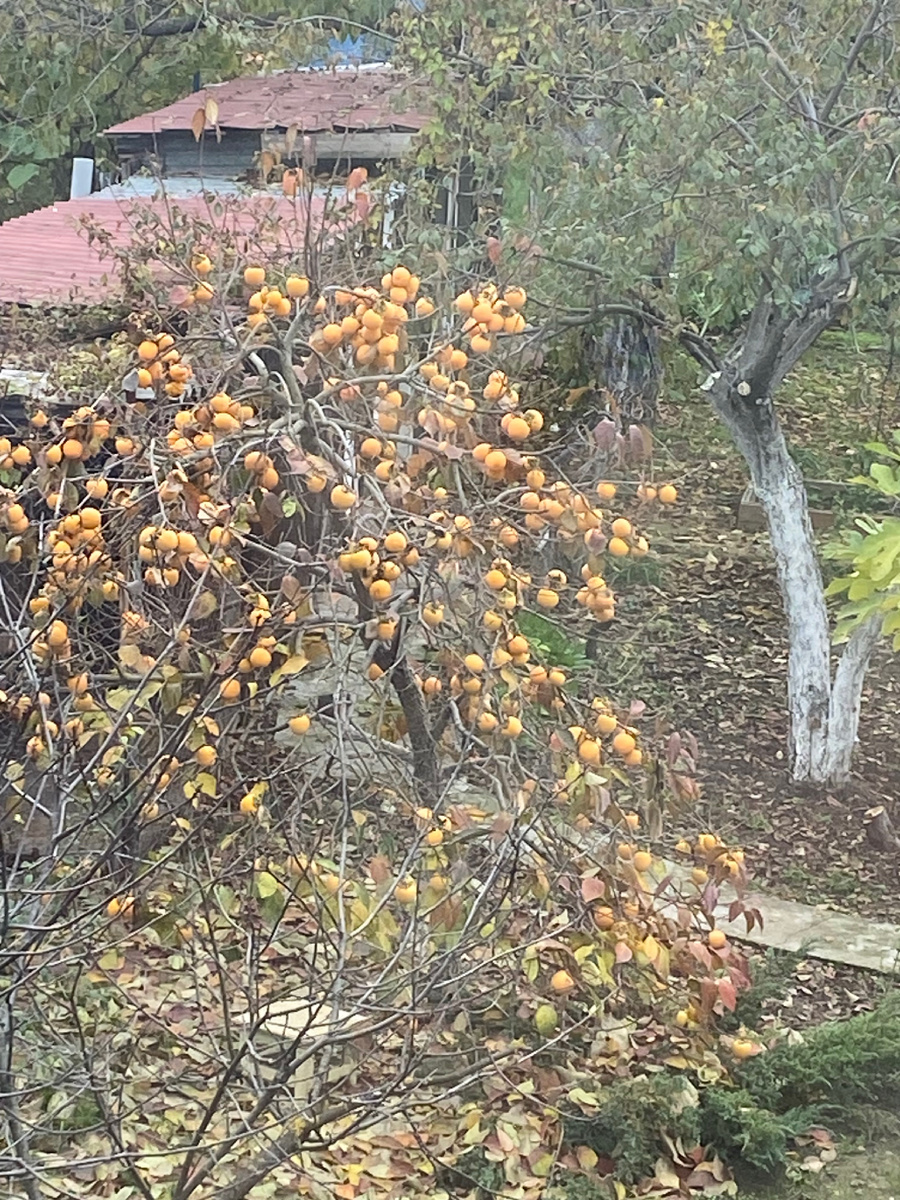 Хурма спеет в моем саду, вид из окна. 