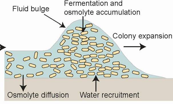   Схема волны на краю колонии. Осмолиты вызывают выделение воды из агара, жидкость растекается в сторону от колонии и несет с собой бактерий / © Panich et al.